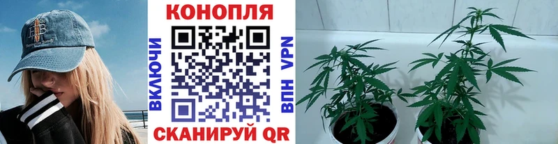 Бошки Шишки конопля  купить закладку  Очёр 